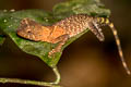 Phuket Tree Lizard Acanthosaura phuketensis