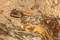 Phuket Tree Lizard Acanthosaura phuketensis