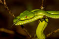 pit viper