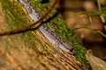 Ranong Bent-toed Gecko Cyrtodactylus ranongensis