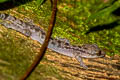 Ranong Bent-toed Gecko Cyrtodactylus ranongensis