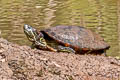 Red-eared Slider Trachemys scripta