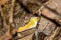 Red-lipped Tree Lizard Acanthosaura rubrilabris