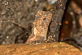 Red-lipped Tree Lizard Acanthosaura rubrilabris