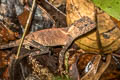 Red-lipped Tree Lizard Acanthosaura rubrilabris