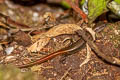 Red-tailed Leaf-litter Skink Scincella rufocaudatus (Red-tailed Ground Skink)