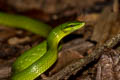 Red-tailed Racer Gonyosoma oxycephalum