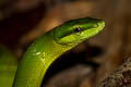 Red-tailed Racer Gonyosoma oxycephalum