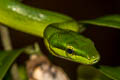 Red-tailed Racer Gonyosoma oxycephalum