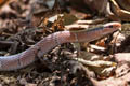 Red Mountain Racer Oreocryptophis porphyraceus (Red Bamboo Trinket Snake)