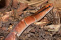 Red Mountain Racer Oreocryptophis porphyraceus (Red Bamboo Trinket Snake)