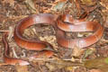 Red Mountain Racer Oreocryptophis porphyraceus (Red Bamboo Trinket Snake)
