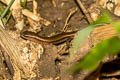 Reeves's Leaf-litter Skink Scincella reevesii 