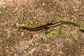 Reeves's Leaf-litter Skink Scincella reevesii 