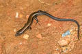 Reeves's Leaf-litter Skink Scincella reevesii 