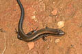 Reeves's Leaf-litter Skink Scincella reevesii 