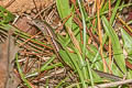 Reeves's Leaf-litter Skink Scincella reevesii 