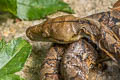 Reticulated Python Malayopython reticulatus