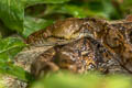 Reticulated Python Malayopython reticulatus