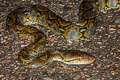 Reticulated Python Malayopython reticulatus