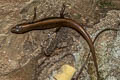 Rock-dwelling Ground Skink Scincella rupicola