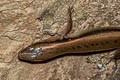 Rock-dwelling Ground Skink Scincella rupicola