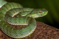 Sabah Bamboo Pit Viper Trimeresurus sabahi (Banded Pit Viper, Thai Peninsula Pit Viper)