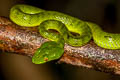 Sabah Bamboo Pit Viper Trimeresurus sabahi (Banded Pit Viper, Thai Peninsula Pit Viper)