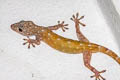 Sandstone Gecko Gekko petricolus