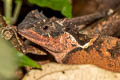 Scale-bellied Tree Lizard Acanthosaura lepidogaster (Scale-bellied Spiny Lizard)