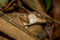 Scale-bellied Tree Lizard Acanthosaura lepidogaster (Scale-bellied Spiny Lizard)