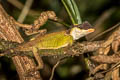 Scale-bellied Tree Lizard Acanthosaura lepidogaster (Scale-bellied Spiny Lizard)