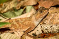 Scale-bellied Tree Lizard Acanthosaura lepidogaster (Scale-bellied Spiny Lizard)