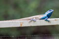 Siamese Blue Crested Lizard Calotes goetzi (Moustached Crested Lizard)