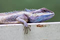 Siamese Blue Crested Lizard Calotes goetzi (Moustached Crested Lizard)