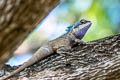 Siamese Blue Crested Lizard Calotes goetzi (Moustached Crested Lizard)