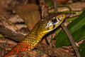 Siamese Red-necked Keelback Rhabdophis siamensis