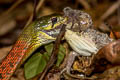 Siamese Red-necked Keelback Rhabdophis siamensis