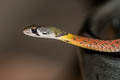 Siamese Red-necked Keelback Rhabdophis siamensis