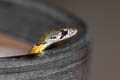 Siamese Red-necked Keelback Rhabdophis siamensis