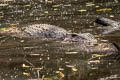 Siamese Crocodile Crocodylus siamensis