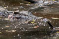 Siamese Crocodile Crocodylus siamensis