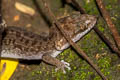 ground gecko
