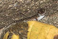 Siamese Rock Gecko Cnemaspis siamensis (Thai Day Gecko)