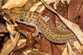 Siamese Ground Gecko Dixonius siamensis (Spotted Ground Gecko)
