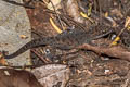 Siamese Ground Gecko Dixonius siamensis (Spotted Ground Gecko)