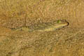 Smith's Tokay Gecko Gekko smithii (Smith's Giant Gecko, Green-eyed Gecko)