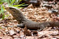 South-east Asian Monitor Varanus nebulosus