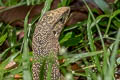 South-east Asian Monitor Varanus nebulosus