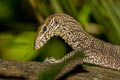 South-east Asian Monitor Varanus nebulosus